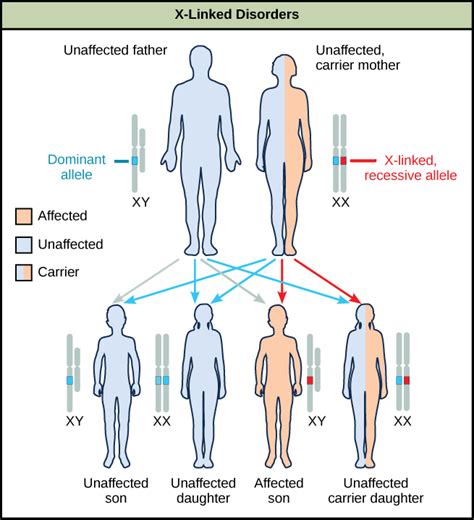 The Biological Urge for Male Offspring