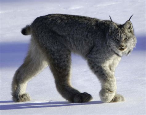 The Black Lynx as a Formidable Totem Animal: Attributes and Characteristics