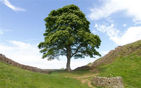 The Broken Tree as an Omen: Superstitions and Folklore Interpretations