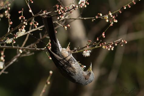 The Brown Bird as a Harbinger of Fortune and Prosperity