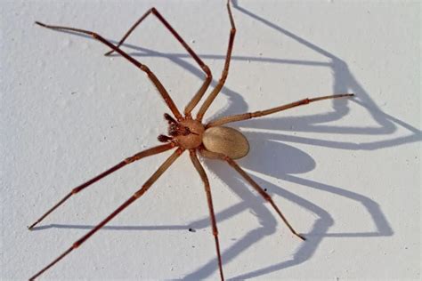 The Brown Spider as a Universal Dream Symbol: