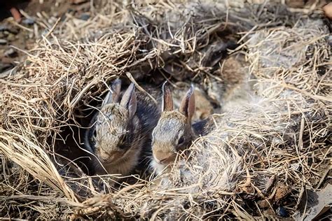 The Bunny's Nest: Where Does the Easter Rabbit Reside?