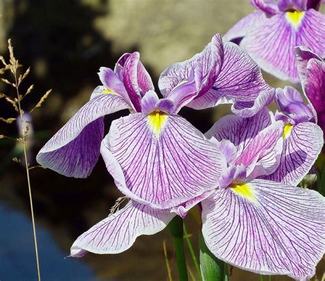 The Captivating Beauty of the Iris