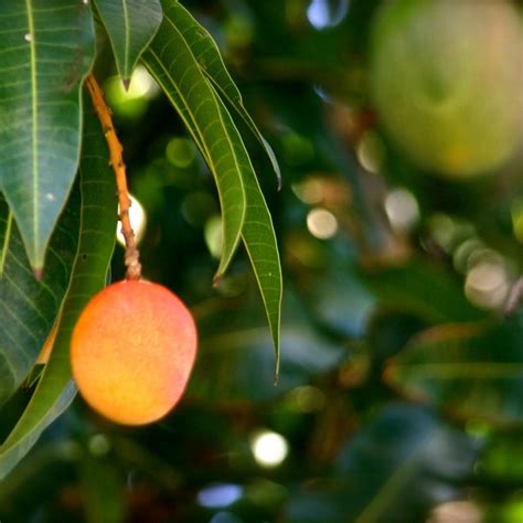 The Captivating Symbolism of a Luxuriant Mango Grove
