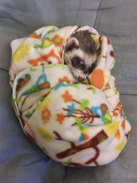 The Captivating Universe of Darling Infant Ferrets