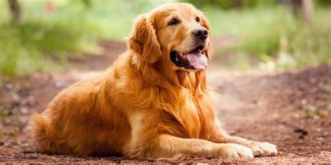 The Care and Maintenance of a Golden Retriever: Secrets to a Lustrous Fur