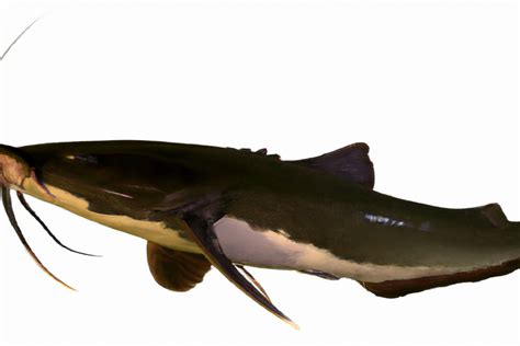 The Catfish's Role in Aquatic Ecosystems: Guardians of the Rivers