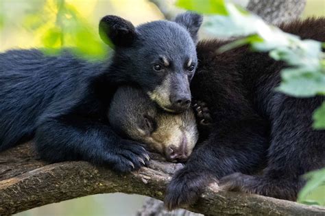 The Charming Realm of Bear Cubs