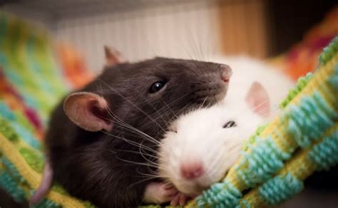 The Charming Traits of Adorable Rat Companions