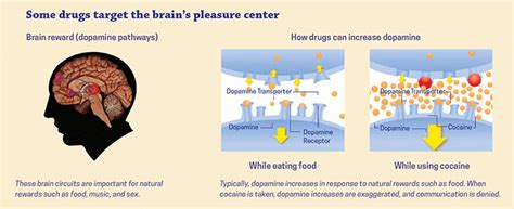 The Chemical Enchantment: Understanding the Interaction between Drugs and the Brain