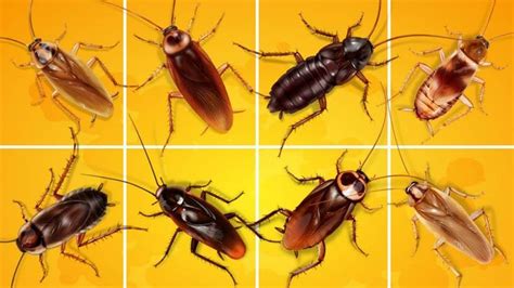 The Common Suspects: Recognizing Different Varieties of Cockroaches
