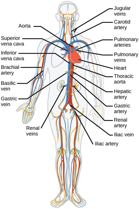 The Complex Network of Blood Vessels: An Essential Guide to Comprehending the Circulatory System