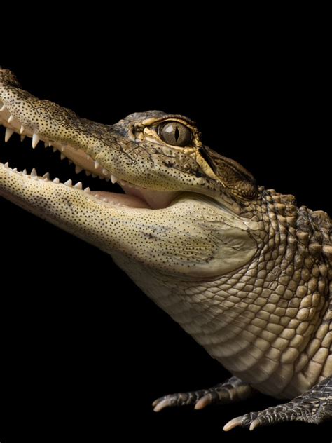 The Connection Between Alligators and Water in the Interpretation of Dreams