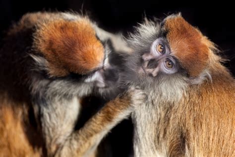 The Connection Between Dreams Involving Affectionate Animal Interactions and Unresolved Emotions