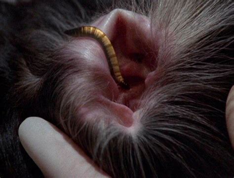 The Connection Between Ears Infested with Parasitic Worms and Fear of Invasion