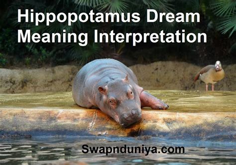 The Connection Between Hippopotamus and Food in Dreams