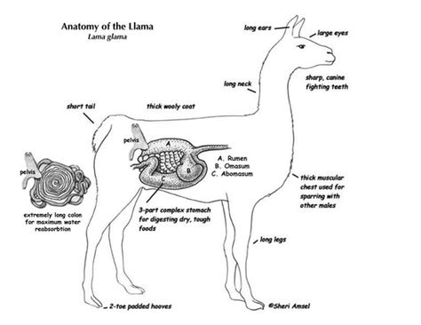 The Connection Between Obsidian Llamas and Inner Metamorphosis