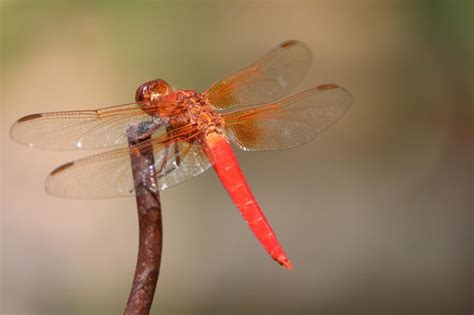 The Connection Between the Dragonfly and Spirituality