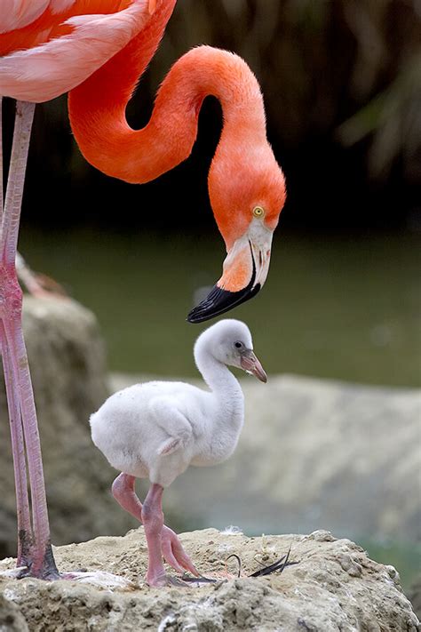 The Connection between Flamingos and Other Wildlife