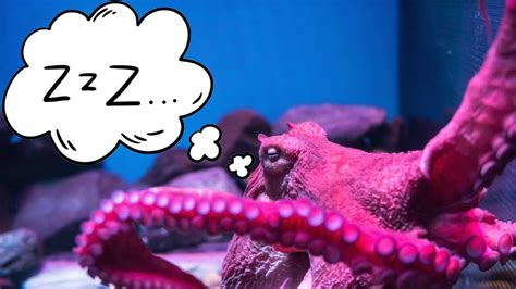 The Connection between Octopus Dreams and Personal Relationships