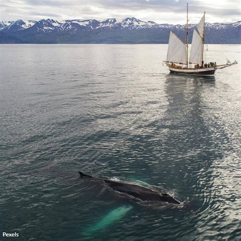 The Conservation of Whales: Safeguarding these Majestic Creatures