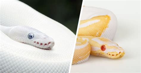 The Controversial Discussion Regarding Albinism in Confined Reptiles: Preservation and Dispute