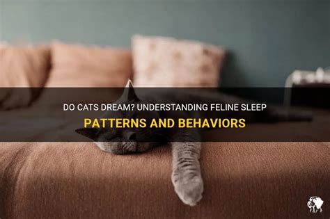 The Correlation between Cat Dreams and Their Behavior