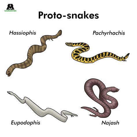 The Correspondences Between Snake Metamorphosis and Personal Evolution