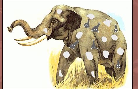 The Craze for Petite Pachyderms: Understanding the Appeal