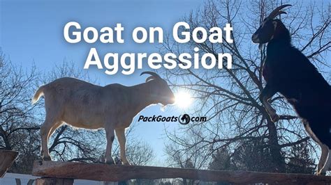 The Cryptic Messages: Deciphering the Symbolic Discourse of Goat Aggression Imagery