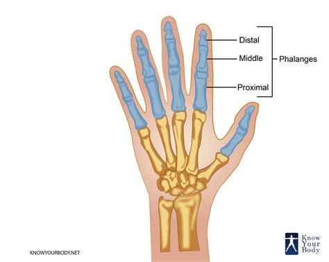 The Cultural Significance of Azure Hues and Digit Phalanges