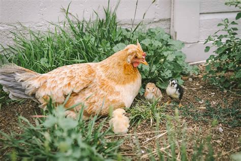 The Cultural Significance of Hen and Chicks in Various Traditions