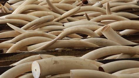 The Cultural Significance of Ivory Shoestrings