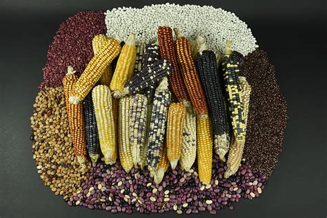 The Cultural Significance of Maize in Various Countries