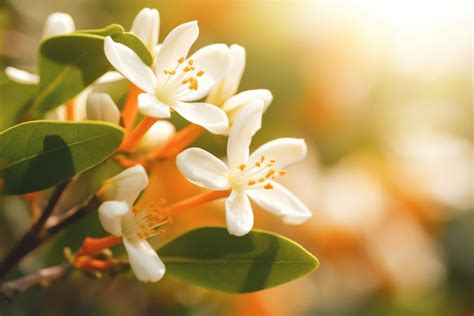 The Cultural Significance of Orange Blossoms in Different Societies