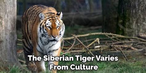 The Cultural Significance of the Siberian Tiger in Siberian Indigenous Communities