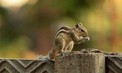 The Curious Encounter: Understanding the Significance of a Squirrel Trailing My Path