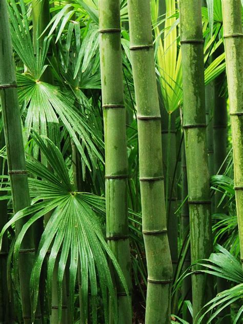 The Deep-rooted Symbolism of Bamboo in Eastern Philosophy