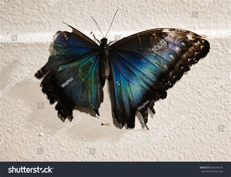 The Delicate Elegance of a Butterfly with a Fractured Wing