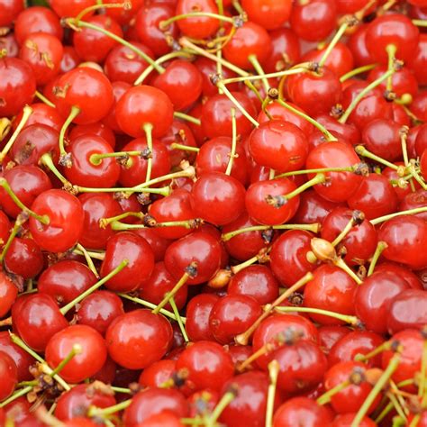 The Distinct Varieties of Cherries and Their Singular Flavors