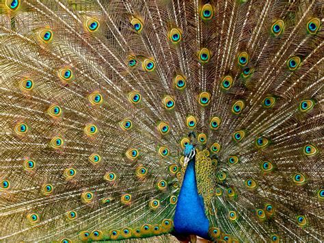 The Distinctive Characteristics and Functions of Peacock Plumage