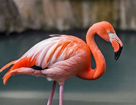 The Distinctive Characteristics that Set Flamingos Apart