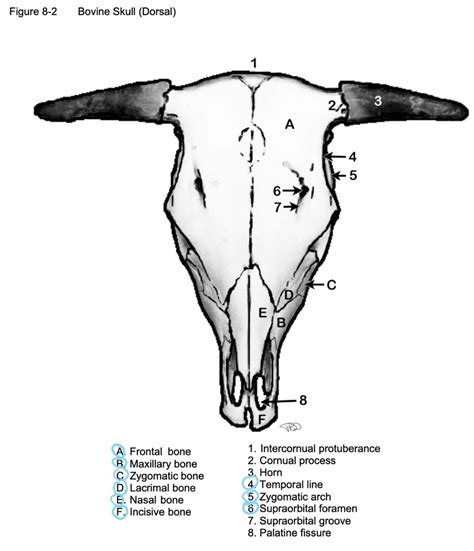 The Diverse Meanings of the Bovine Cranium Symbol: Exploring the Intricacies of Dream Analysis