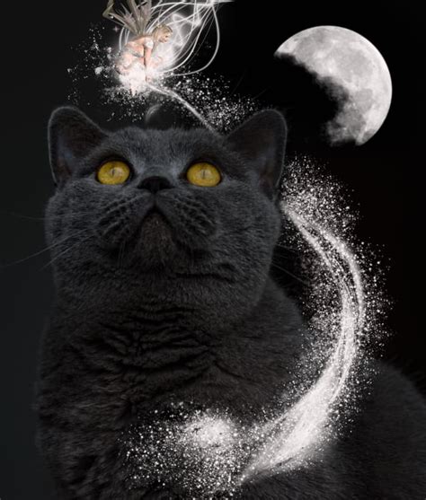 The Dream Interpretation: Plump Charcoal Felines as Messengers of the Subconscious