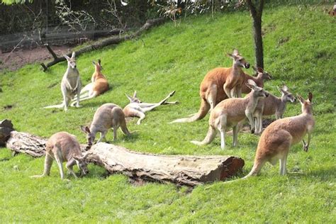 The Dynamic Social Structures of Kangaroo Communities