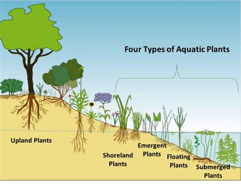 The Ecological Significance of Water Leaf in Aquatic Ecosystems