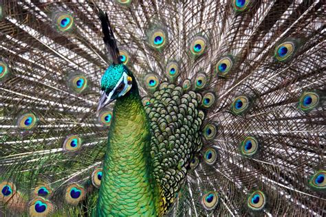 The Efforts to Conserve and Protect the Resplendent Peafowl and its Plumage