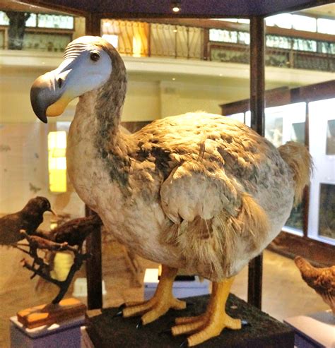 The Elusive Dodo Bird: A Lost Species
