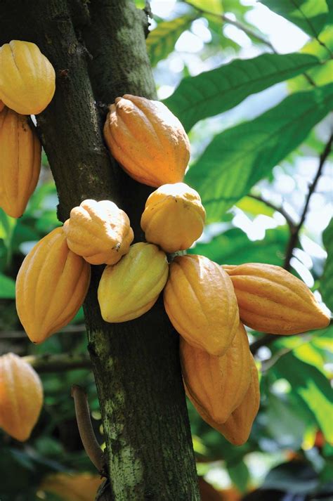 The Emblematic Depiction of a Verdant Cocoa Fruit