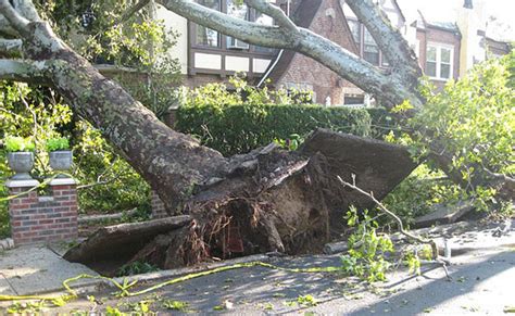 The Emotional Impact of a Toppled Tree on the Dreamer